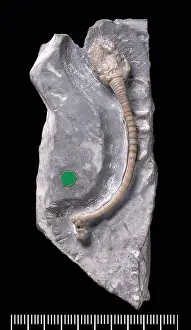 Silurian: Fossil Holothurian or sea cucumber