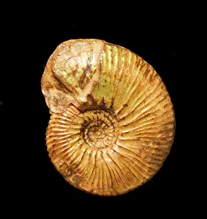 Cephalopoda: A fossil Kosmoceras, ammonite