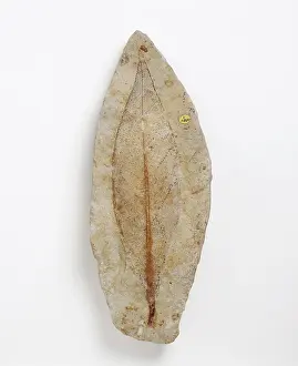 Veined: Fossil leaf of an early flowering plant