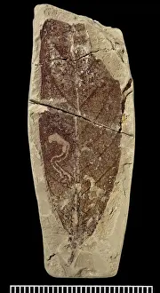 Kenrick: Fossil leaf miner