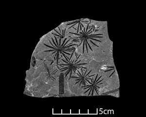 Pteridophyta: Fossil leaves of Calamites
