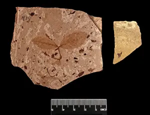 Oligocene: Fossil leaves and thorn of a rose