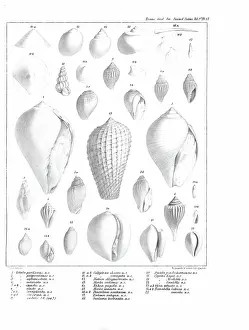 Hullmandel: Fossil mollusca