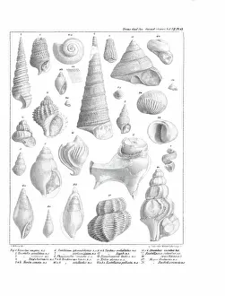 Hullmandel: Fossil mollusca