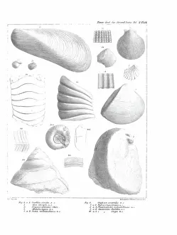 Hullmandel: Fossil mollusca