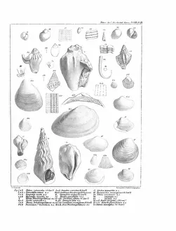 Hullmandel: Fossil mollusca