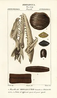 Carini: Fossil Mososaurus skull and fish palates