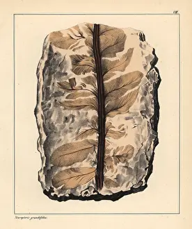Schmidts: Fossil of Neuropteris grandiflora, an extinct