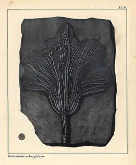 Schmidts: Fossil of Pentacrinites subangularis, extinct