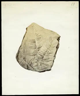 Quarterly: Fossil plant from Otago