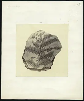Quarterly: Fossil plant from Otago