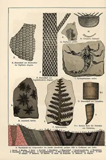 Gotthilf: Fossil plants and a scorpion