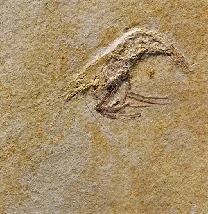 Decapod: Fossil prawn