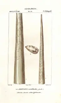 Persimmon: Fossil shell of baculite or walking stick rock