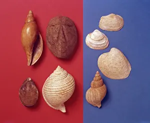 Crag: Fossil shells