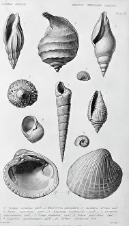 Lyell: Fossil shells of the Eocene Tertiary Period