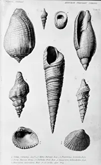 Lyell: Fossil shells of the Miocene Tertiary Period