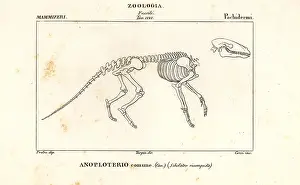 Elmo: Fossil skeleton of an extinct Anoplotherium commune