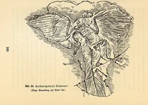 Archaeopteryx: Fossil skeleton of an extinct Archaeopteryx siemensii