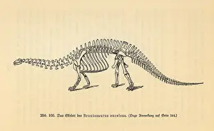 Brontosaurus: Fossil skeleton of an extinct Brontosaurus excelsus