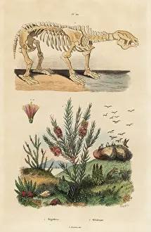 Myrtle: Fossil skeleton of an extinct giant ground