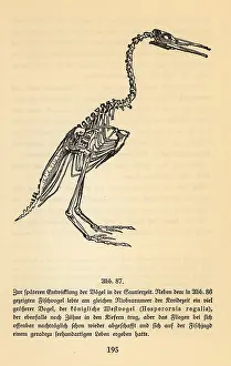 Regalis: Fossil skeleton of an extinct Hesperornis regalis