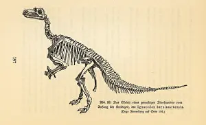 Leben: Fossil skeleton of an extinct Iguanodon bernissartensis