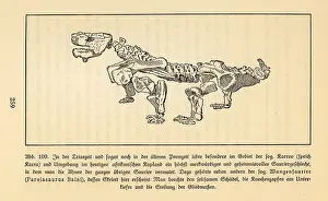 Leben: Fossil skeleton of an extinct Pareiasaur, Bradysaurus baini
