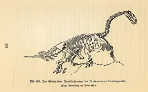Halberstadt: Fossil skeleton of an extinct Plateosaurus trossingensis