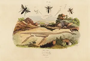 Plesiosaurus: Fossil skeleton of an extinct plesiosaurus, and wasps