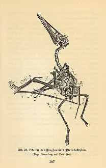 Bolsche: Fossil skeleton of an extinct Pterodactyl