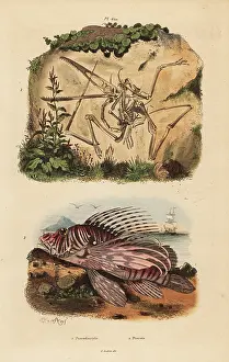 Antiquus: Fossil skeleton of an extinct pterodactyl