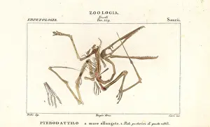 Dizionario: Fossil skeleton of an extinct pterodactyl, Pterodactylus