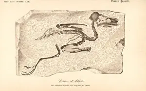 Dorbigny: Fossil skeleton of an extinct species of kingfisher