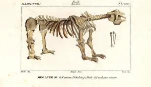 Anoplotherium: Fossil skeleton of the giant ground sloth, Megatherium