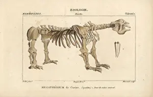 Jean Francois: Fossil skeleton of a Great Beast, Megatherium