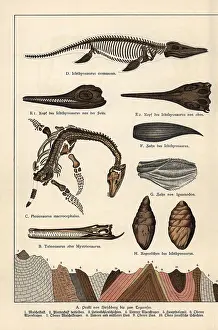 Gotthilf: Fossil skeleton, tooth, skull and excrement