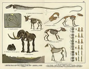 Gotthilf: Fossil skeletons of extinct bat, giraffid