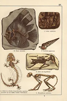 Gotthilf: Fossil skeletons of fish, shell, bird and monkey