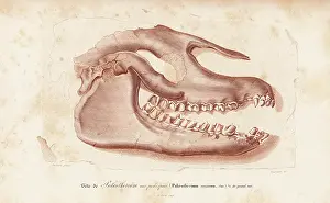 Oudart: Fossil skull of extinct Palaeotherium crassum