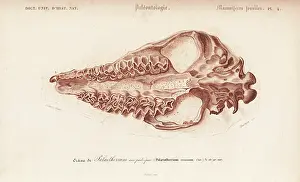 Dorbigny: Fossil skull of extinct Palaeotherium crassum