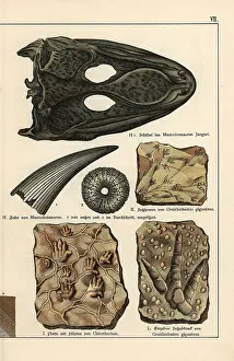 Gotthilf: Fossil skull, tooth, and footprints