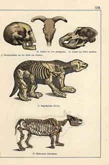 Gotthilf: Fossil skulls and skeletons