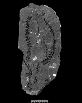 Kenrick: Fossil Sphenophyllum
