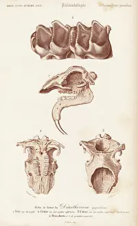 Oudart: Fossil teeth, skull and jaw of the extinct