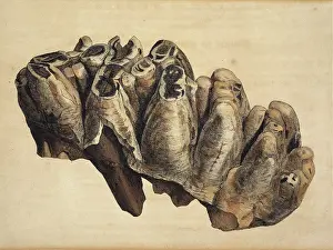 1769 1839: Fossil tooth of some extinct monstrous unknown animal from W