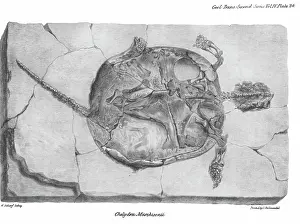 Dinkel: Fossil tortoise from Oeningen