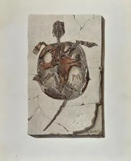 Dinkel: Fossil tortoise from Oeningen