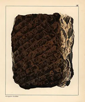 Schmidts: Fossil tree fern, Caulopteris tesselata
