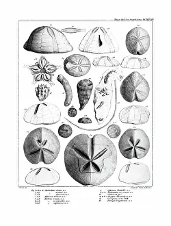 Hullmandel: Fossil urchins